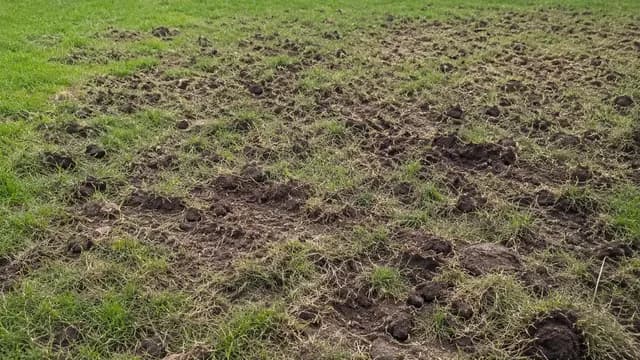 Schade aan gazon door vogels als gevolge van engerlingen